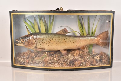Lot 347 - Taxidermy