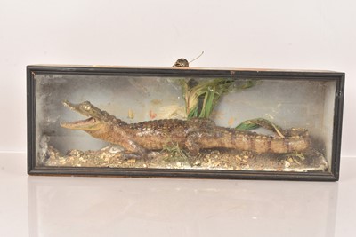 Lot 348 - Taxidermy