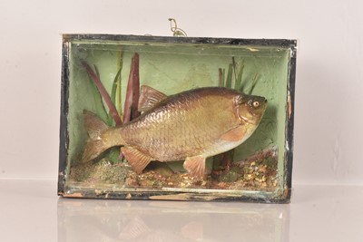 Lot 350 - Taxidermy