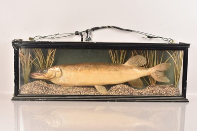 Lot 351 - Taxidermy