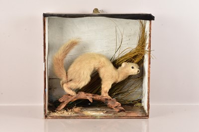 Lot 352 - Taxidermy