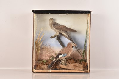 Lot 354 - Taxidermy
