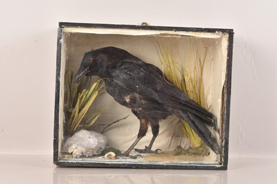 Lot 355 - Taxidermy