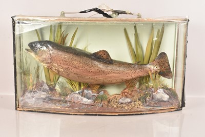 Lot 357 - Taxidermy