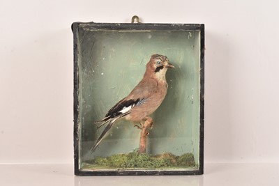 Lot 359 - Taxidermy