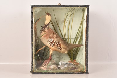 Lot 360 - Taxidermy