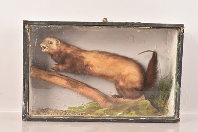 Lot 361 - Taxidermy