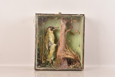 Lot 362 - Taxidermy