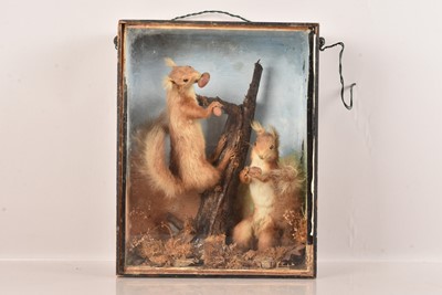Lot 363 - Taxidermy