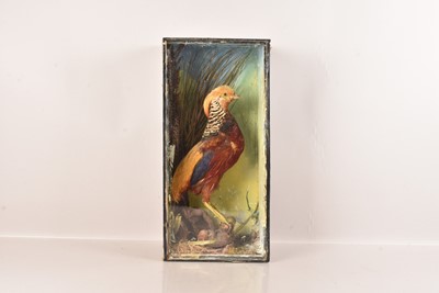 Lot 364 - Taxidermy