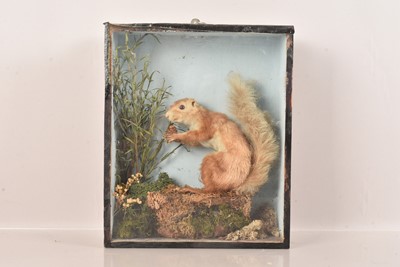 Lot 365 - Taxidermy
