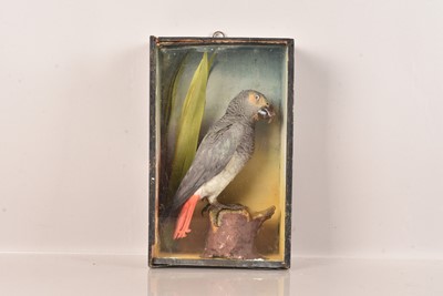 Lot 366 - Taxidermy