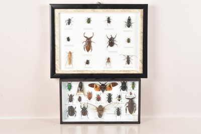 Lot 369 - Taxidermy