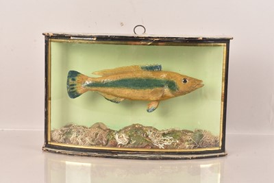 Lot 370 - Taxidermy