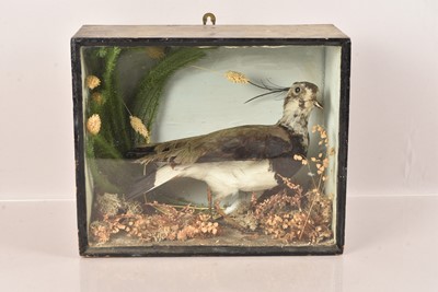 Lot 372 - Taxidermy