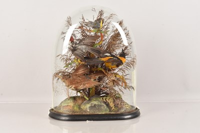Lot 375 - Taxidermy