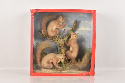 Lot 376 - Taxidermy