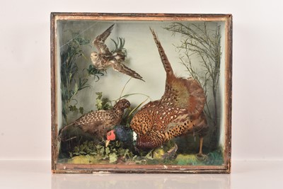 Lot 378 - Taxidermy