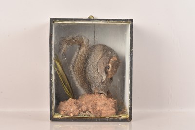 Lot 379 - Taxidermy