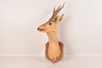 Lot 380 - Taxidermy