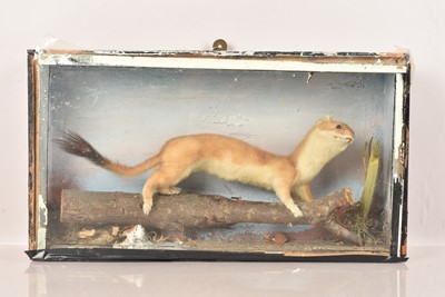 Lot 381 - Taxidermy