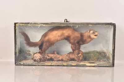 Lot 382 - Taxidermy