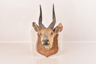 Lot 383 - Taxidermy