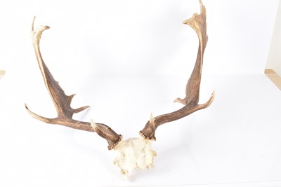 Lot 385 - Taxidermy